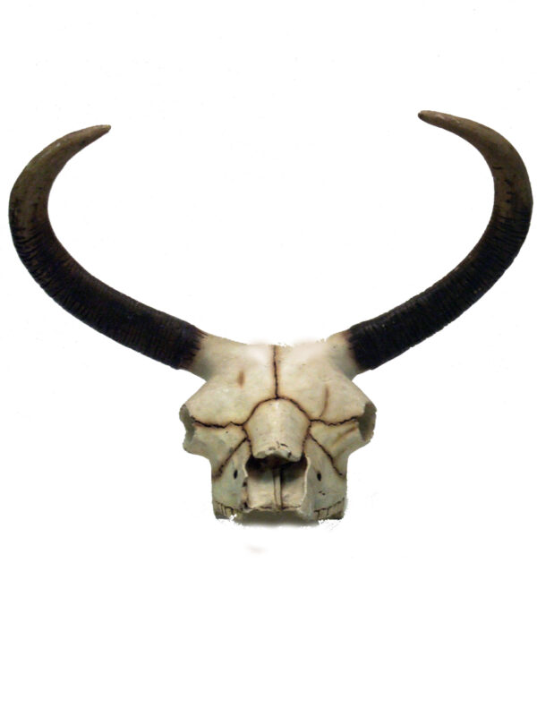 Longhorn schedel - Afbeelding 2