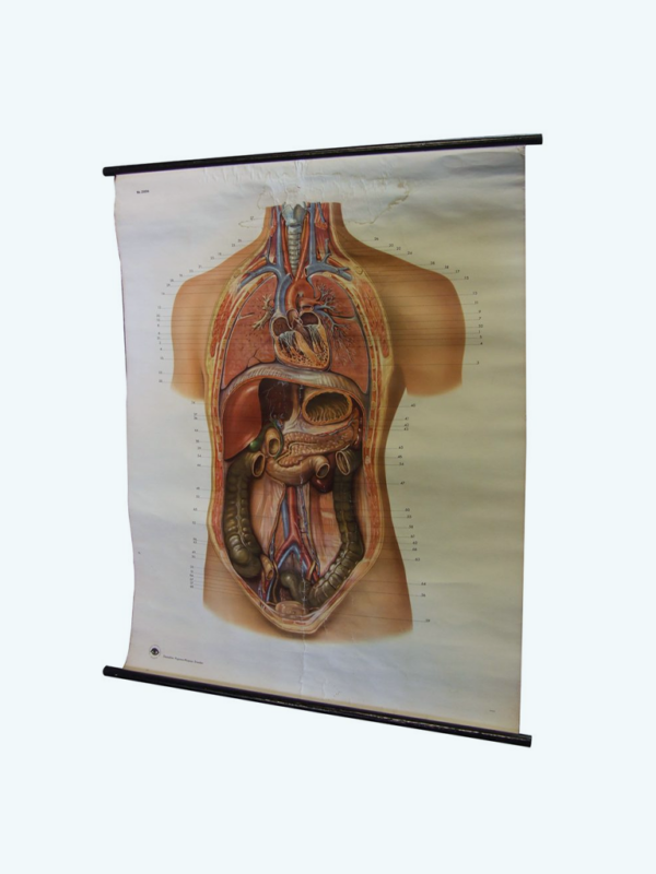 Schoolkaart anatomisch